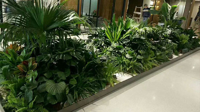 室内绿植租摆 大厅组合绿植盆栽造景案例