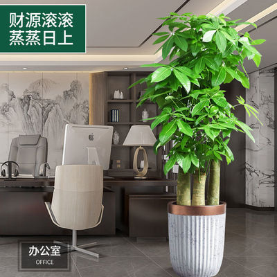 广州大型绿植租摆 发财树办公室植物