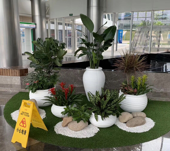 绿植租摆行业如何做好绿植养护工作以及标准内容
