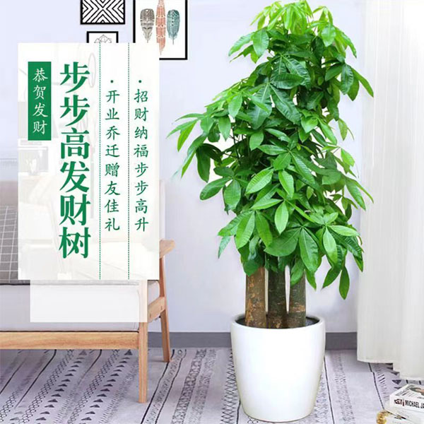 大型植物 发财树  